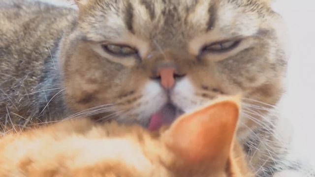 Cats Vs LuLu | Kittisaurus