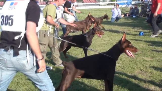 AIAD 2012 - Brown Females Open Class Final - The Dobermann - www.the-dobermann.com смотреть онлайн
