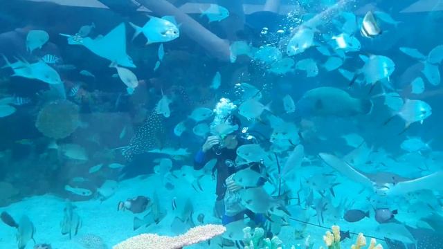 Кормление рыб в океанариуме. смотреть онлайн