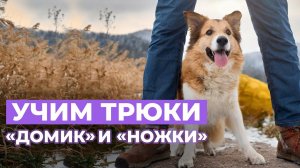 ПРОСТЫЕ ТРЮКИ ДЛЯ СОБАК: Как научить щенка выполнять трюки «Домик» и «Ножки»?