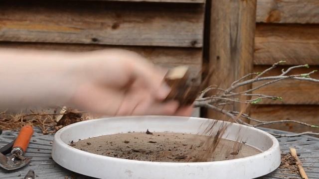 From nursery stock to bonsai - Baobab Tree смотреть онлайн