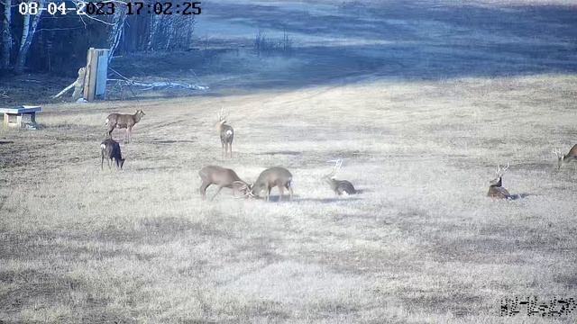 Пятнистые олени. Вольер для оленей смотреть онлайн