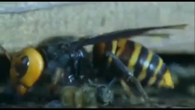 Шершни против пчел смотреть онлайн