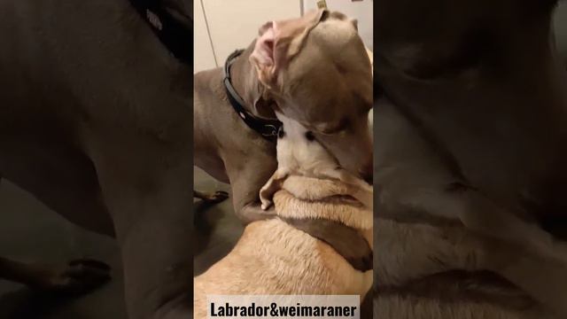naughty dogs #dog #weimaraner #doglover смотреть онлайн