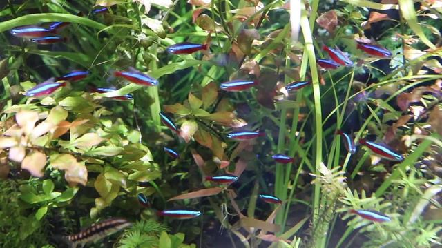 The MOST IMPORTANT Aquarium Video EVER Made! смотреть онлайн