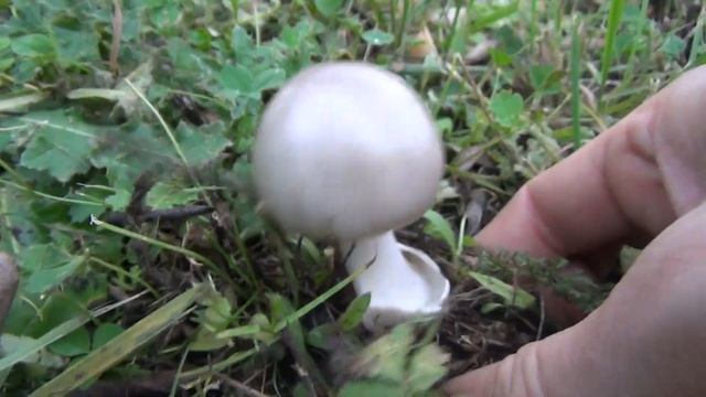 Ragadós bocskorosgomba IV. (fiatal példány) - '22. 10. 24. - Solymár смотреть онлайн