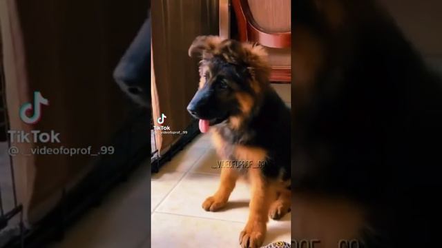 щенки смотреть онлайн