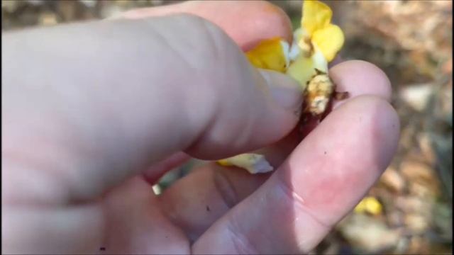 Dottergelber Spateling - Spathularia flavida смотреть онлайн
