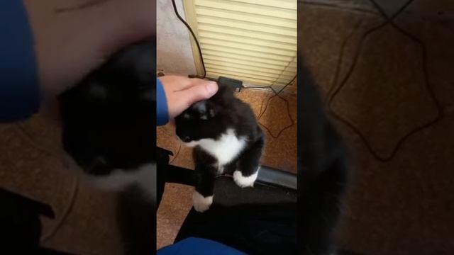 Кот Кузя просится на ручки.#shorts смотреть онлайн