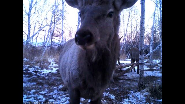 Изюбри Фотолувушка "Горная степь" смотреть онлайн