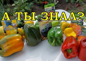 УРОЖАЙ сладкого ПЕРЦА: лучшие сорта 2022???
