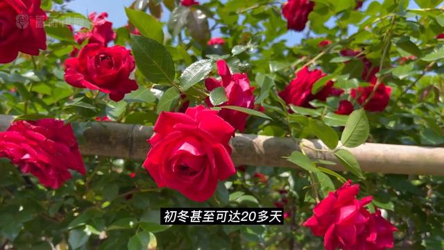 月季玫瑰国度的天使Republique de Montmartre, 法国戴尔巴德红色爬藤月季 смотреть онлайн