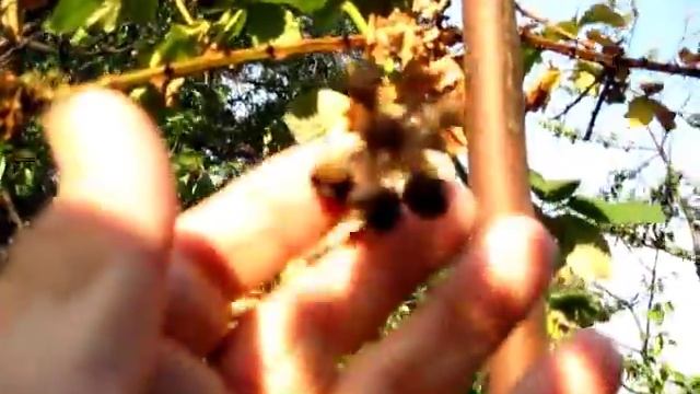 Ежевика засохла, неуспела созреть смотреть онлайн