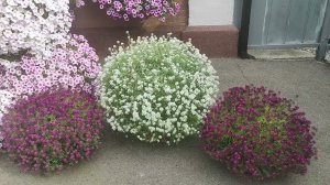 Красота алиссумов в саду. Огромные цветущие шары за сезон. Чем удобряю. Обработка от вредителей.