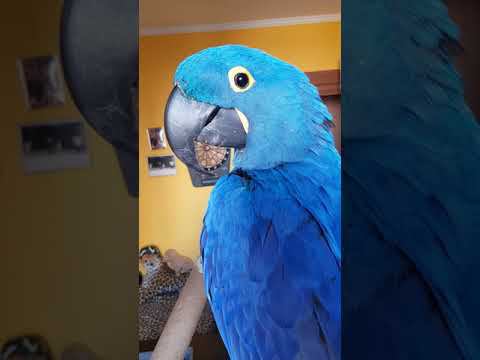 Попугай смеётся.  Гиацинтовый Ара,  попугай ара, Солдатский Ара, какаду Соломон.  Смешно. Приколы.