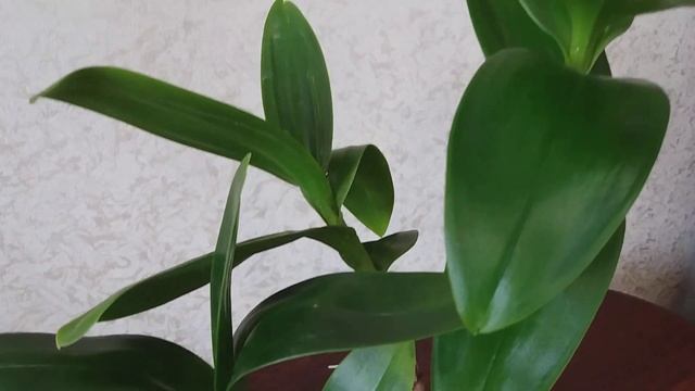Дендрофалинопсис: мои секреты ухода | Елена Курбатова смотреть онлайн