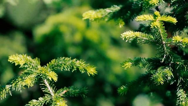 Ветки ели в красивом лесу | Футажи красивая природа [FullHD] смотреть онлайн