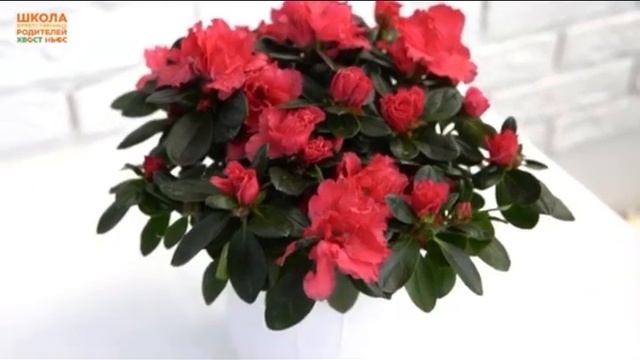 Опасности для котёнка в доме смотреть онлайн