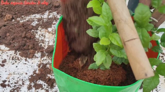 மாடித்தோட்டத்தில்  பழைய செடிகளை எவ்வாறு மாற்றி நடுவது. How To Repot Old Plant In Terrace Garden