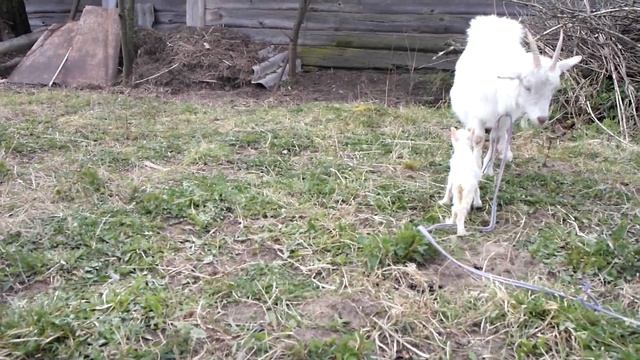 Признаки предстоящего окота козы, у козы двойня. смотреть онлайн