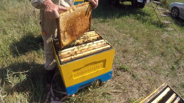 Почему пчелы не печатают мед Можно ли откачивать незапечатанный мёд? Когда качать мед смотреть онлайн