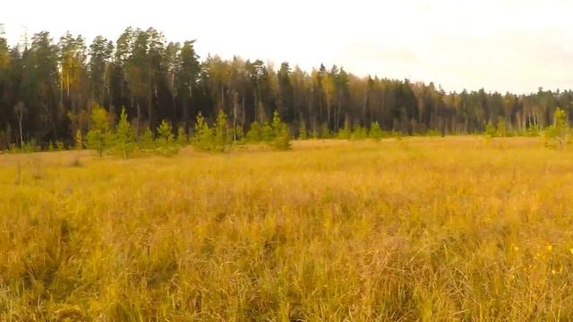 Клюквенное болото, Папа с Ваней собирают клюкву смотреть онлайн