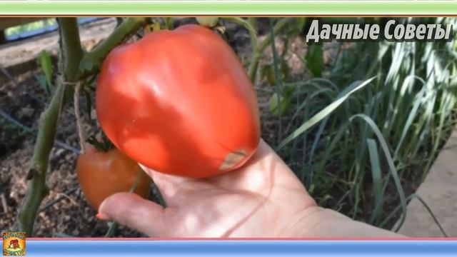 САМЫЕ лучшие СОРТА ТОМАТОВ для теплицы и открытого грунта которые НЕ ТРЕБУЮТ серьезного УХОДА