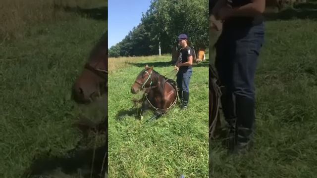 Карачаевские лошади смотреть онлайн