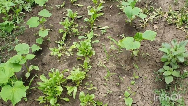 ВЕСТИ С ПОЛЕЙ! МЫ НА ДАЧЕ!!! РАБОТАЕМ И ОТДЫХАЕМ!!! смотреть онлайн