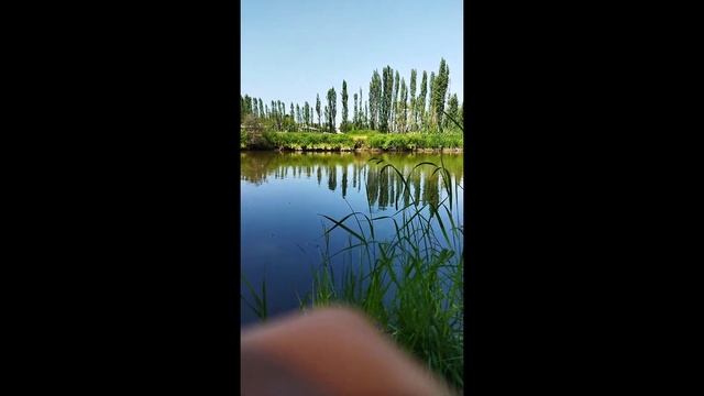 Рыбалка на поплавок 2023! дикий клёв сазана. смотреть онлайн