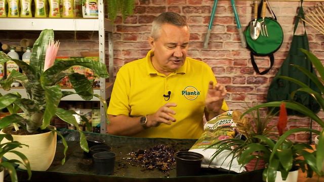 Jak rozmnożyć bromelie - Z PLANTĄ W OGRODZIE смотреть онлайн