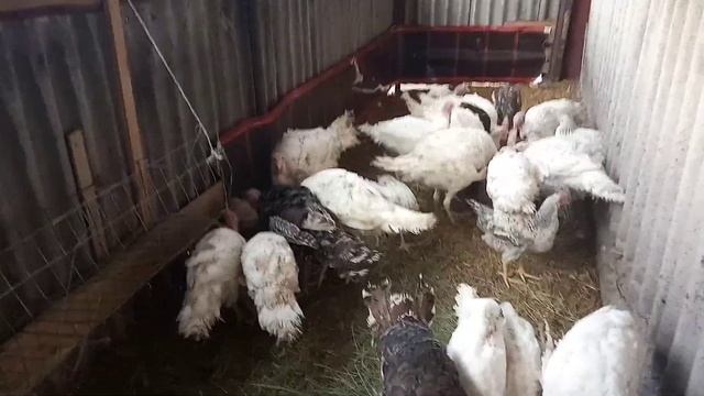 Подращиваем индюшат. Часть 3, с двух месяцев до забоя. смотреть онлайн