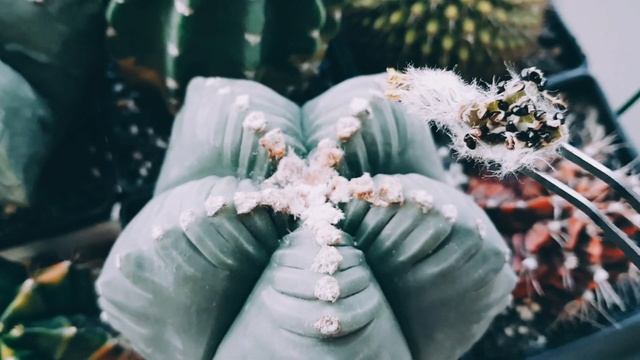 Astrophytum Myriostigma Cactus Harvesting смотреть онлайн