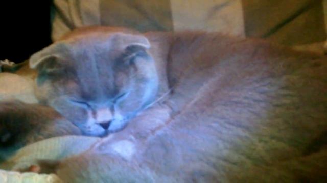 Митя Митенька Митёк полосатенький бочок? смотреть онлайн