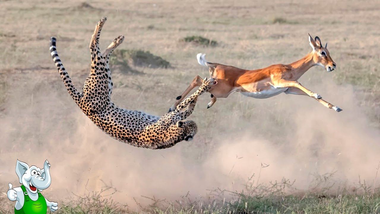 Гепард в Деле / Гепард против Зебры, Страуса, Антилопы смотреть онлайн