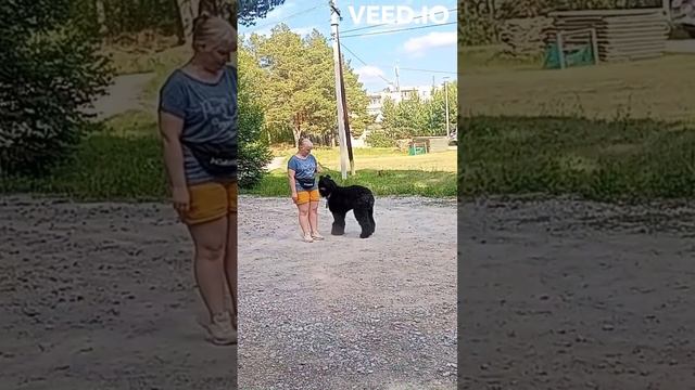 Команды "Ко мне" и "Место". Русский чёрный терьер Гелиос. Город Реж Свердловской области. смотреть онлайн