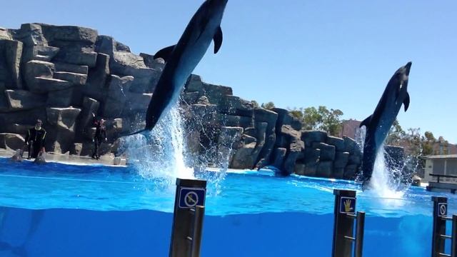 Batumi Dolphinarium - Батуми Дельфинарий 2014 смотреть онлайн