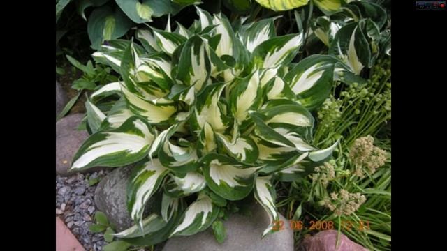 Хосты растения для тенистого цветника смотреть онлайн