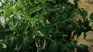 Зашла в теплицу и обомлела.На томатах вирус Табачной Мозаики Жёлтые пятна на листьях. Скручивание.