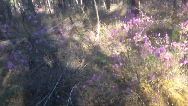 Байкал весна багульник смотреть онлайн