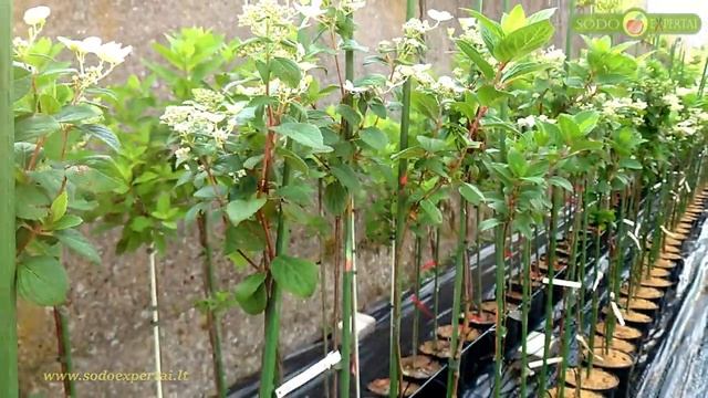 Hortenzija ant stiebo Early Sensation sodinukai смотреть онлайн