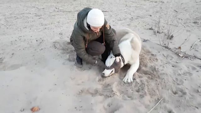 Алабай Бачо. 6 месяцев. смотреть онлайн
