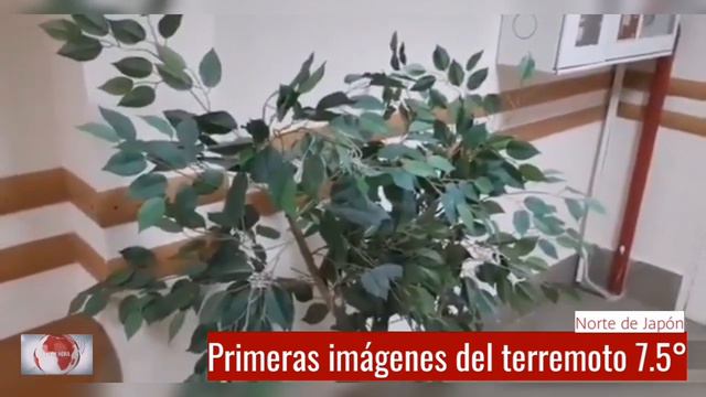 Primeras imágenes del terremoto 7.5 en las costas rusas, al norte de Japón | Agencia HOY Colombia смотреть онлайн
