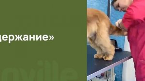 Английский кокер-спаниель  - О породе - Как выбрать щенка Английского кокер-спаниеля?