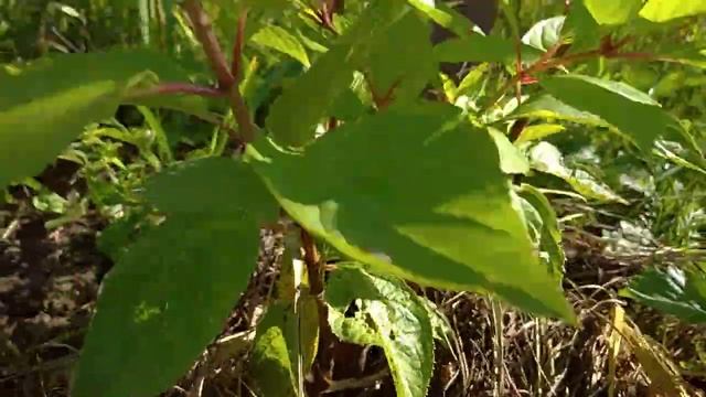 Монокалий фосфат творит чудеса! Реанимация роз ?. смотреть онлайн