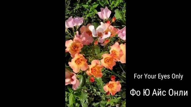 РОЗА. ФО Ю АЙС ОНЛИ. У МЕНЯ ЭТО ПЕРВОЕ ЕЁ ЦВЕТЕНИЕ. смотреть онлайн