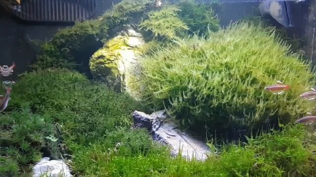 WILL GARDEN MOSS GROW IN AN AQUARIUM PART 3 смотреть онлайн