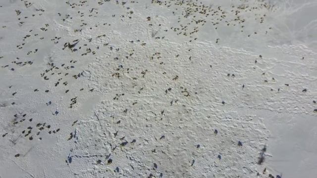 Пастбище оленей около Горнокнязевска | Горнокнязевск | FIMI X8 SE смотреть онлайн