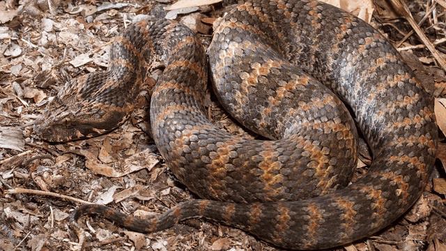 10 Most VENOMOUS Snakes In The World! смотреть онлайн