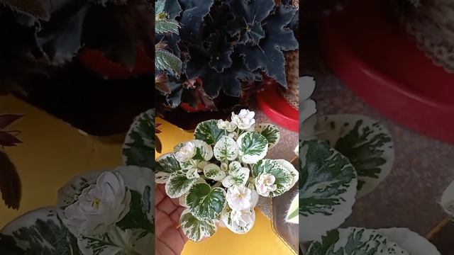 Большой обзор фиалок на балконе? смотреть онлайн